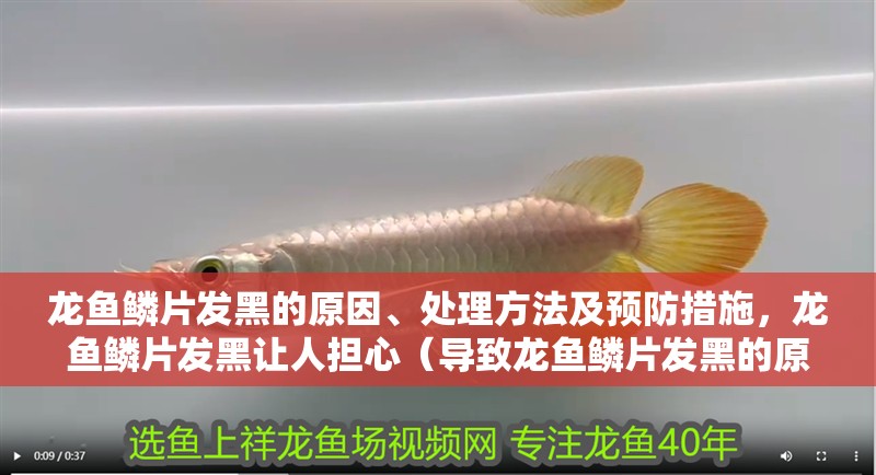 龍魚鱗片發黑的原因、處理方法及預防措施，龍魚鱗片發黑讓人擔心（導致龍魚鱗片發黑的原因及預防措施）