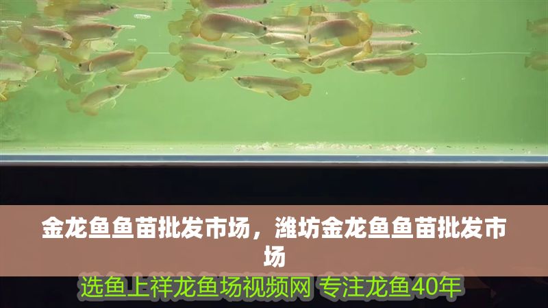 金龍魚魚苗批發(fā)市場(chǎng)，濰坊金龍魚魚苗批發(fā)市場(chǎng)