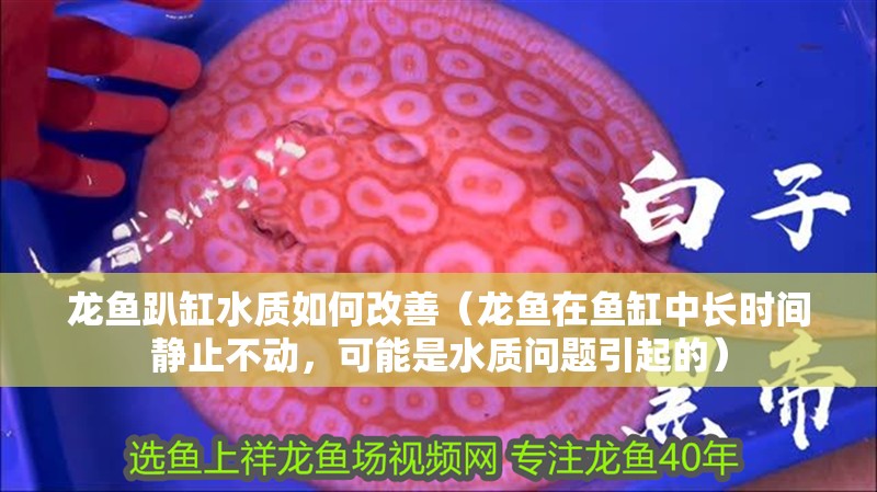 龍魚趴缸水質(zhì)如何改善（龍魚在魚缸中長時間靜止不動，可能是水質(zhì)問題引起的）
