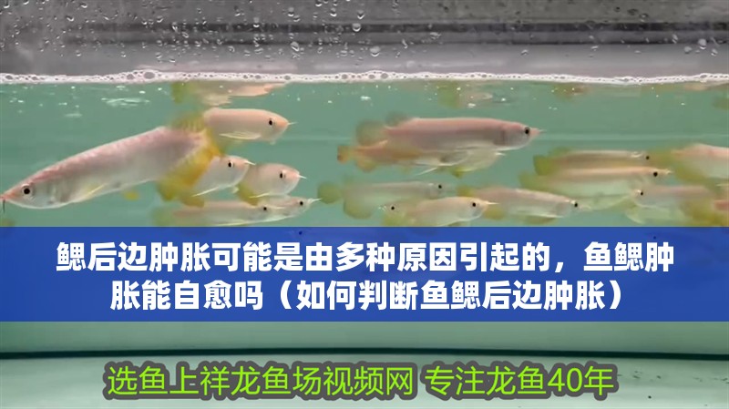鰓后邊腫脹可能是由多種原因引起的，魚鰓腫脹能自愈嗎（如何判斷魚鰓后邊腫脹）