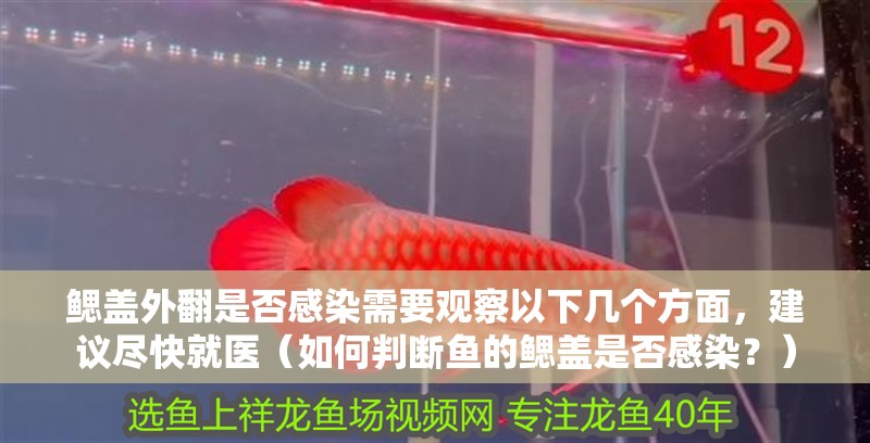 鰓蓋外翻是否感染需要觀察以下幾個方面，建議盡快就醫（如何判斷魚的鰓蓋是否感染？）