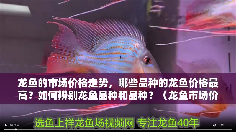龍魚的市場價格走勢，哪些品種的龍魚價格最高？如何辨別龍魚品種和品種？（龍魚市場價格走勢，哪些品種的龍魚價格最高）