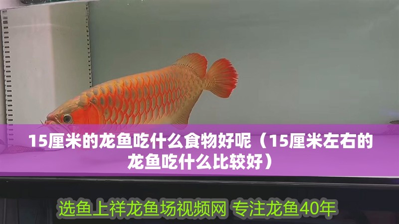 15厘米的龍魚吃什么食物好呢（15厘米左右的龍魚吃什么比較好）