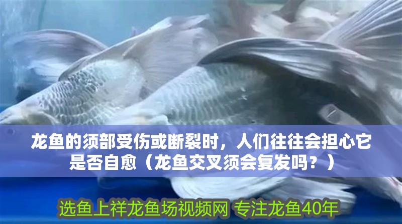 龍魚的須部受傷或斷裂時，人們往往會擔心它是否自愈（龍魚交叉須會復發嗎？）