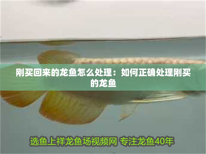 剛買回來的龍魚怎么處理：如何正確處理剛買的龍魚
