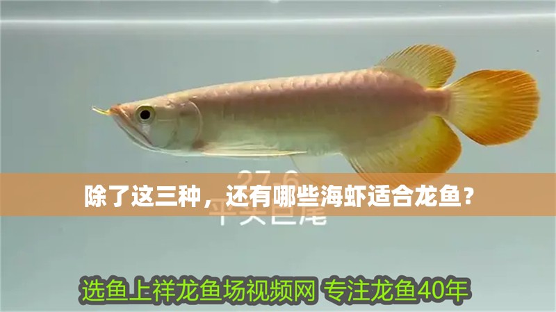 除了這三種，還有哪些海蝦適合龍魚？