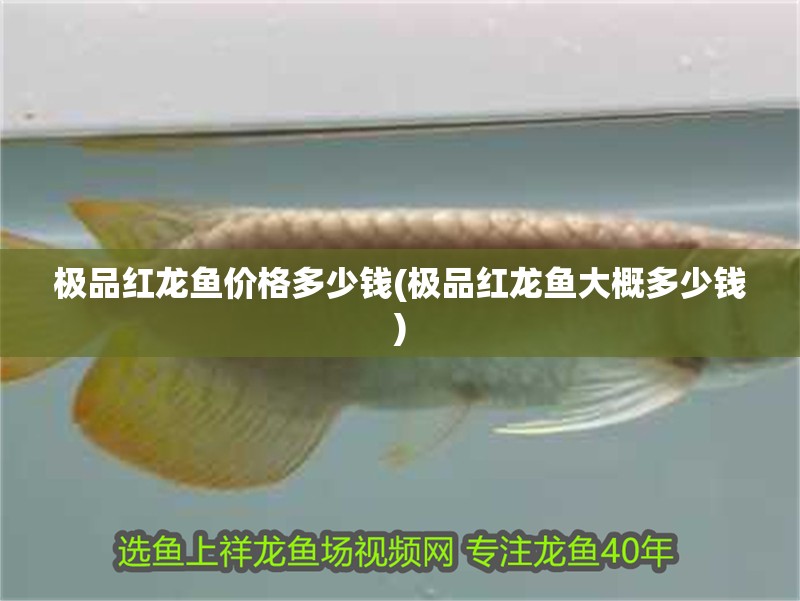 極品紅龍魚價格多少錢(極品紅龍魚大概多少錢)