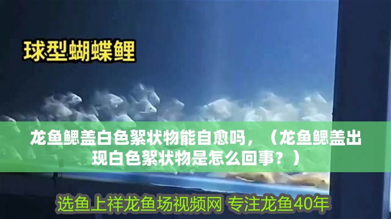 龍魚鰓蓋白色絮狀物能自愈嗎，（龍魚鰓蓋出現白色絮狀物是怎么回事？）