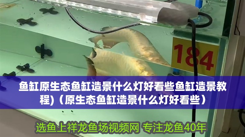 魚缸原生態魚缸造景什么燈好看些魚缸造景教程)（原生態魚缸造景什么燈好看些）