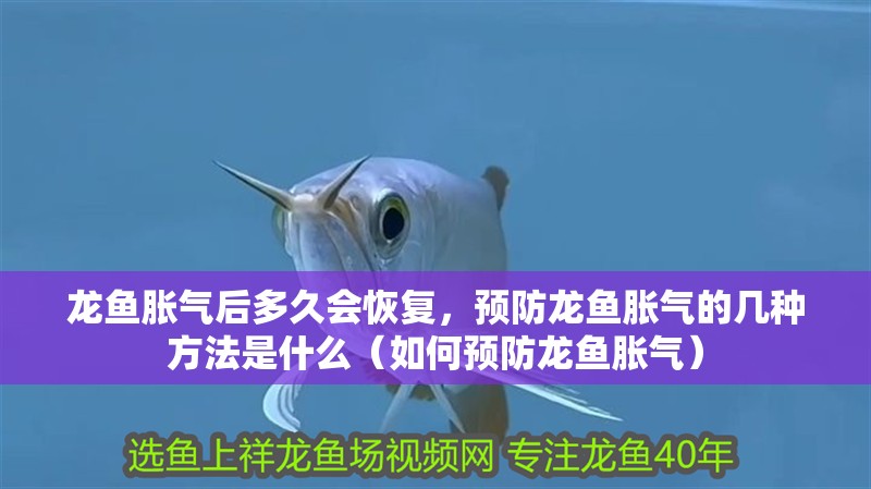 龍魚脹氣后多久會恢復，預防龍魚脹氣的幾種方法是什么（如何預防龍魚脹氣）