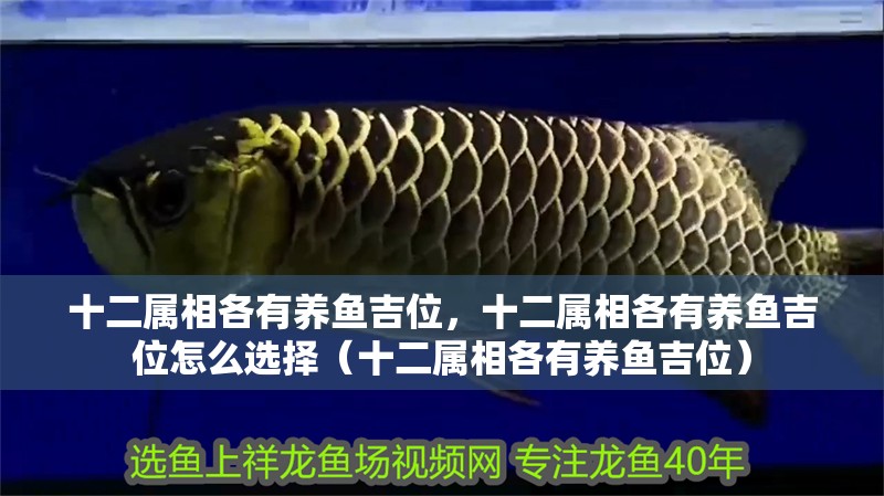 十二屬相各有養(yǎng)魚(yú)吉位，十二屬相各有養(yǎng)魚(yú)吉位怎么選擇（十二屬相各有養(yǎng)魚(yú)吉位）