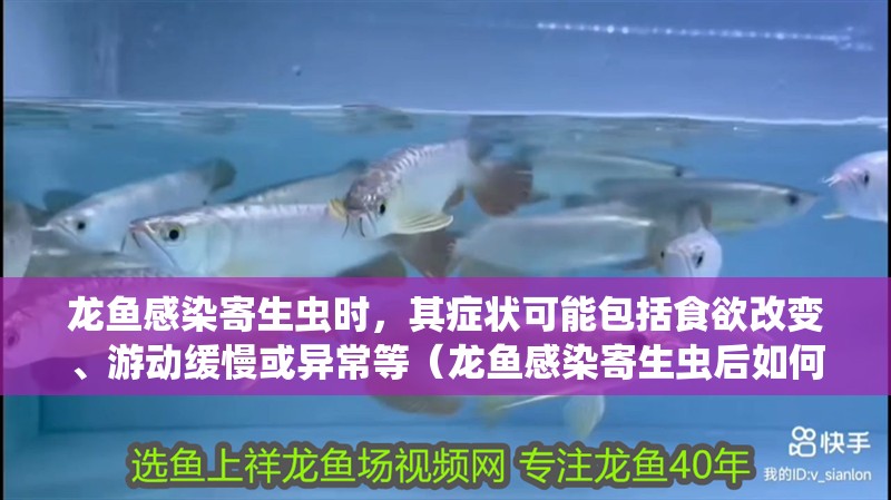 龍魚感染寄生蟲時，其癥狀可能包括食欲改變、游動緩慢或異常等（龍魚感染寄生蟲后如何治療？）