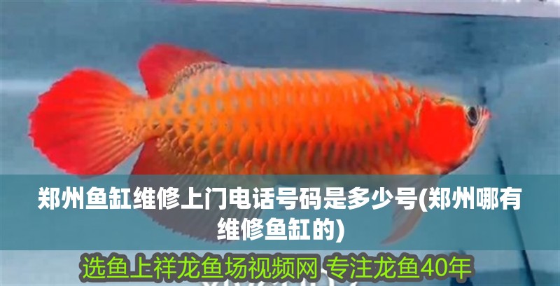 鄭州魚缸維修上門電話號碼是多少號(鄭州哪有維修魚缸的)