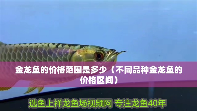 金龍魚的價格范圍是多少（不同品種金龍魚的價格區間）