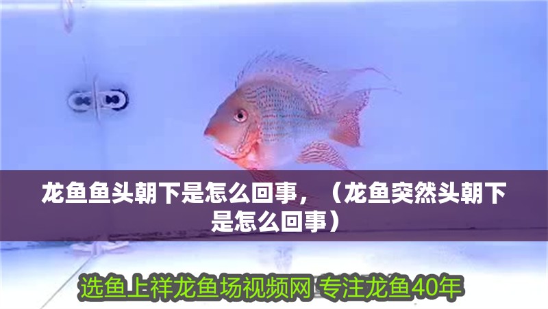 龍魚魚頭朝下是怎么回事，（龍魚突然頭朝下是怎么回事）