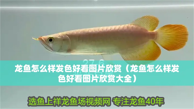 龍魚怎么樣發(fā)色好看圖片欣賞（龍魚怎么樣發(fā)色好看圖片欣賞大全）