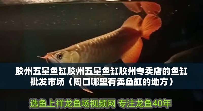 膠州五星魚缸膠州五星魚缸膠州專賣店的魚缸批發市場（周口哪里有賣魚缸的地方）