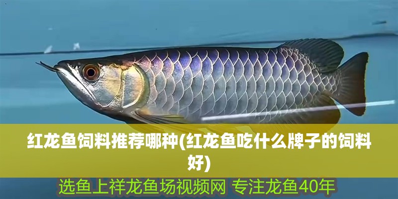 紅龍魚飼料推薦哪種(紅龍魚吃什么牌子的飼料好)