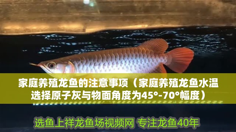 家庭養殖龍魚的注意事項（家庭養殖龍魚水溫選擇原子灰與物面角度為45°-70°幅度）