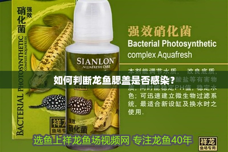 魚缸過濾器選購指南:自制魚缸過濾器魚缸上置過濾器對于養魚愛好者的必備知識 如何判斷龍魚腮蓋是否感染? 龍魚百科 如何判斷龍魚腮蓋是否感染? 如何判斷龍魚腮蓋是否感染? 龍魚百科