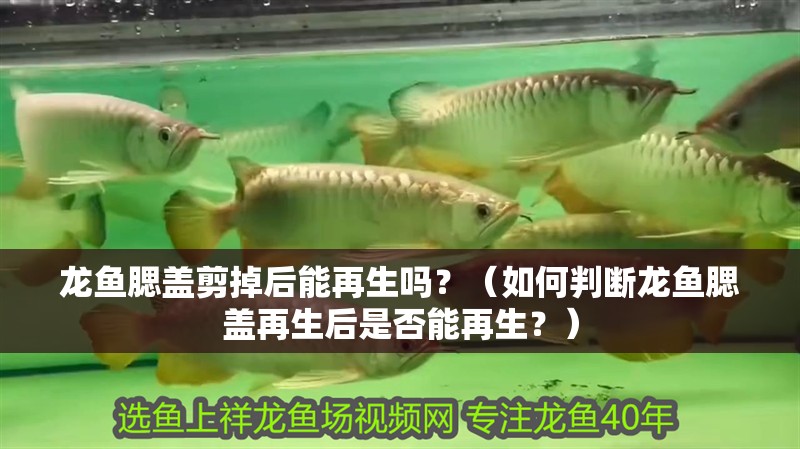 龍魚腮蓋剪掉后能再生嗎？（如何判斷龍魚腮蓋再生后是否能再生？）