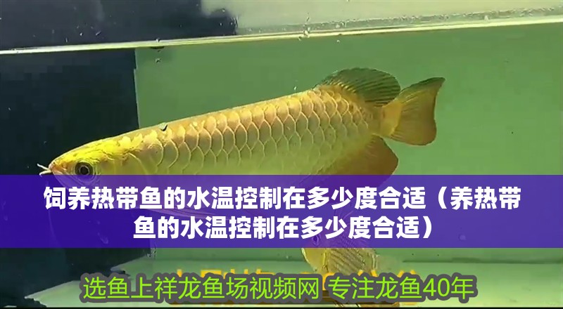 飼養熱帶魚的水溫控制在多少度合適（養熱帶魚的水溫控制在多少度合適）