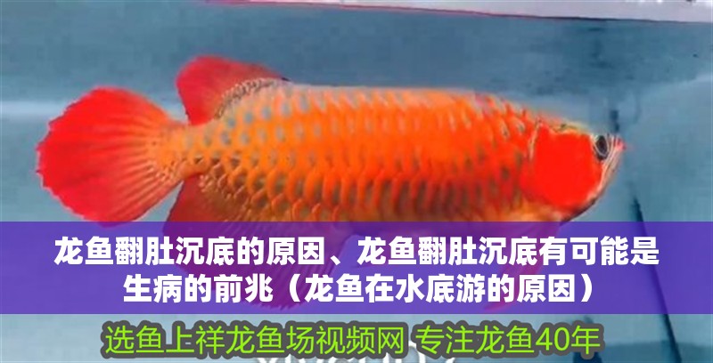 龍魚翻肚沉底的原因、龍魚翻肚沉底有可能是生病的前兆（龍魚在水底游的原因）