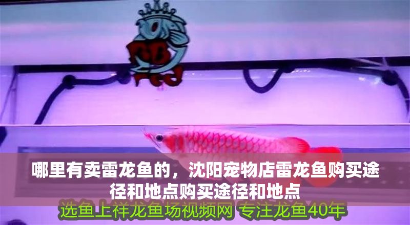 哪里有賣雷龍魚的，沈陽(yáng)寵物店雷龍魚購(gòu)買途徑和地點(diǎn)購(gòu)買途徑和地點(diǎn)