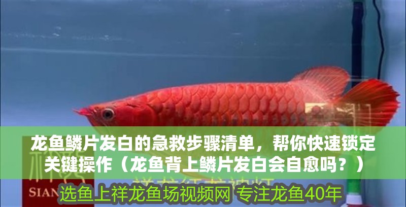 龍魚鱗片發白的急救步驟清單，幫你快速鎖定關鍵操作（龍魚背上鱗片發白會自愈嗎？）