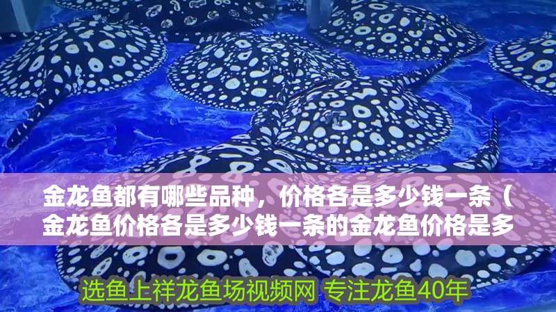 金龍魚都有哪些品種，價格各是多少錢一條（金龍魚價格各是多少錢一條的金龍魚價格是多少錢一條）