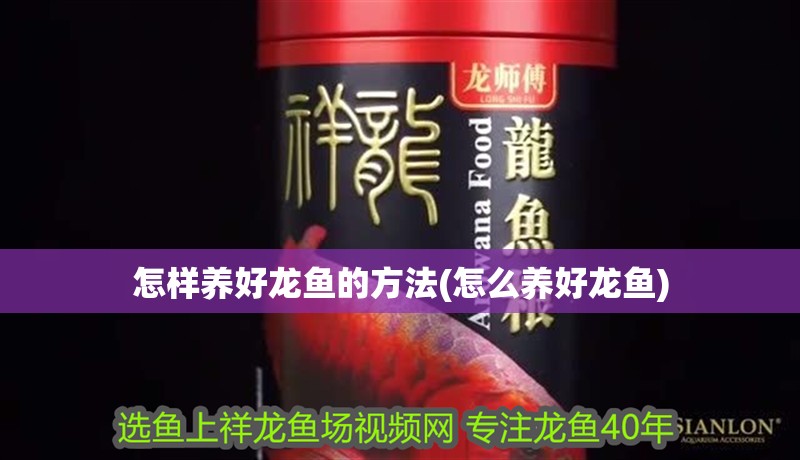 怎樣養好龍魚的方法(怎么養好龍魚)