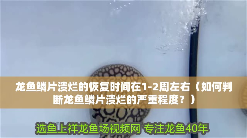 龍魚鱗片潰爛的恢復(fù)時(shí)間在1-2周左右（如何判斷龍魚鱗片潰爛的嚴(yán)重程度？）