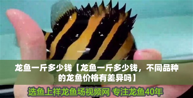 龍魚一斤多少錢【龍魚一斤多少錢，不同品種的龍魚價格有差異嗎】