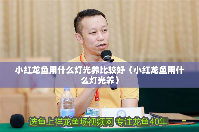 小紅龍魚用什么燈光養比較好（小紅龍魚用什么燈光養）
