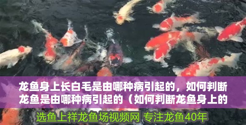龍魚身上長白毛是由哪種病引起的，如何判斷龍魚是由哪種病引起的（如何判斷龍魚身上的白毛是由哪種病引起的）