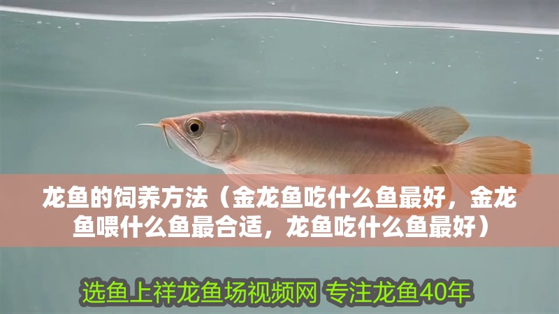 龍魚的飼養方法（金龍魚吃什么魚最好，金龍魚喂什么魚最合適，龍魚吃什么魚最好）