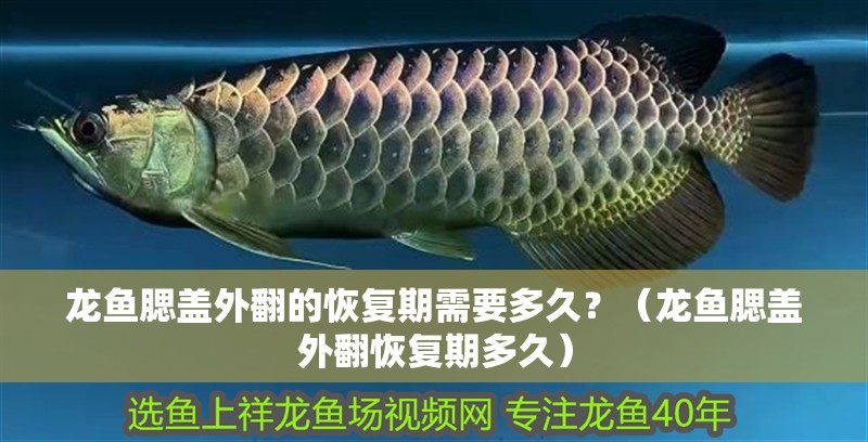 龍魚腮蓋外翻的恢復期需要多久？（龍魚腮蓋外翻恢復期多久）
