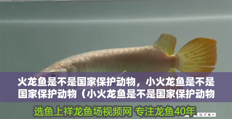 火龍魚是不是國家保護動物，小火龍魚是不是國家保護動物（小火龍魚是不是國家保護動物）