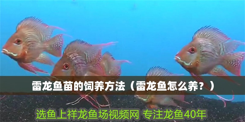 雷龍魚苗的飼養方法（雷龍魚怎么養？）