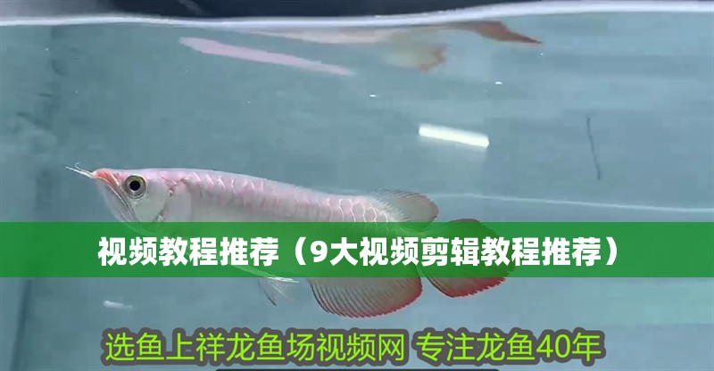 視頻教程推薦（9大視頻剪輯教程推薦） 視頻教程推薦（9大視頻剪輯教程推薦） 龍魚百科