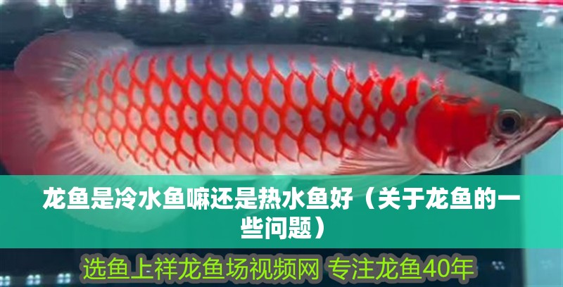 龍魚是冷水魚嘛還是熱水魚好（關(guān)于龍魚的一些問(wèn)題）