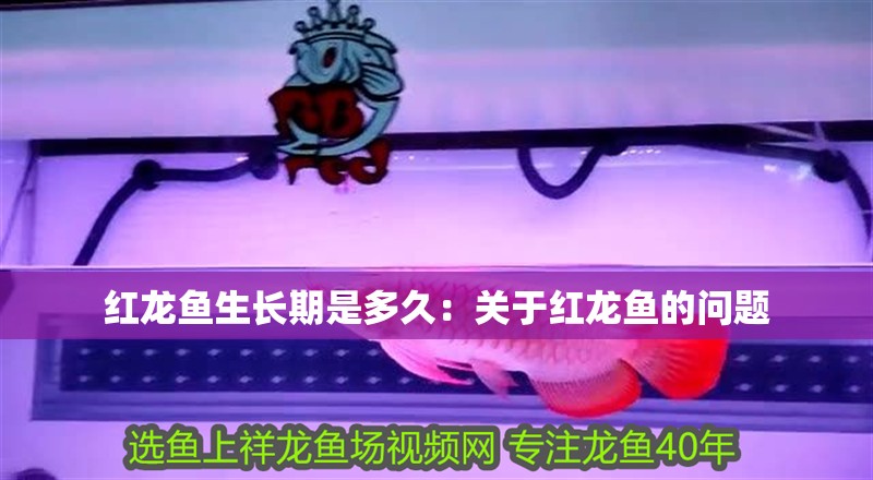 紅龍魚生長期是多久：關于紅龍魚的問題