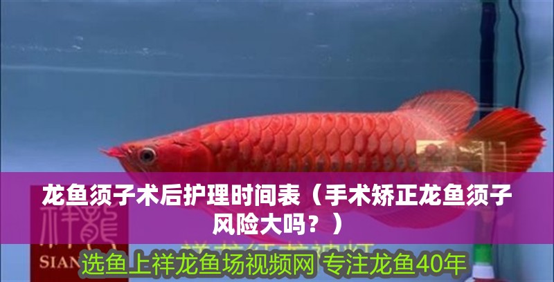 龍魚須子術后護理時間表（手術矯正龍魚須子風險大嗎？）