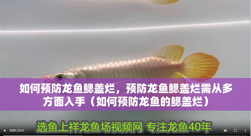 如何預防龍魚鰓蓋爛，預防龍魚鰓蓋爛需從多方面入手（如何預防龍魚的鰓蓋爛） 如何預防龍魚鰓蓋爛，預防龍魚鰓蓋爛需從多方面入手（如何預防龍魚的鰓蓋爛） 龍魚百科
