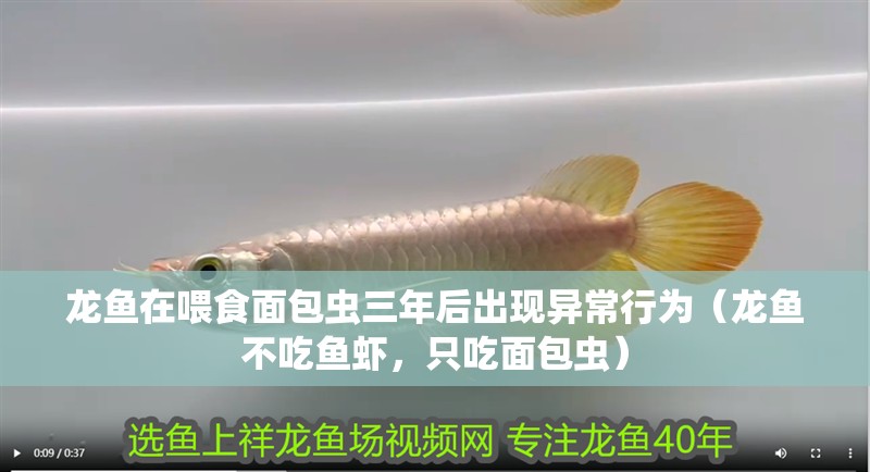 龍魚在喂食面包蟲三年后出現異常行為（龍魚不吃魚蝦，只吃面包蟲）