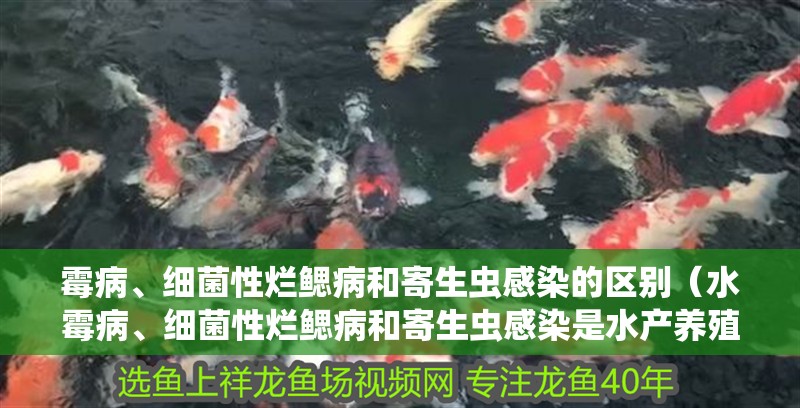 霉病、細菌性爛鰓病和寄生蟲感染的區別（水霉病、細菌性爛鰓病和寄生蟲感染是水產養殖中常見的三種疾病）