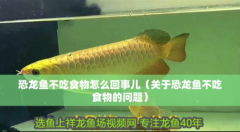 龍魚干蝦有營養嗎 恐龍魚不吃食物怎么回事兒(關于恐龍魚不吃食物的問題) 觀賞魚百科 恐龍魚不吃食物怎么回事兒(關于恐龍魚不吃食物的問題) 恐龍魚不吃食物怎么回事兒(關于恐龍魚不吃食物的問題) 觀賞魚百科