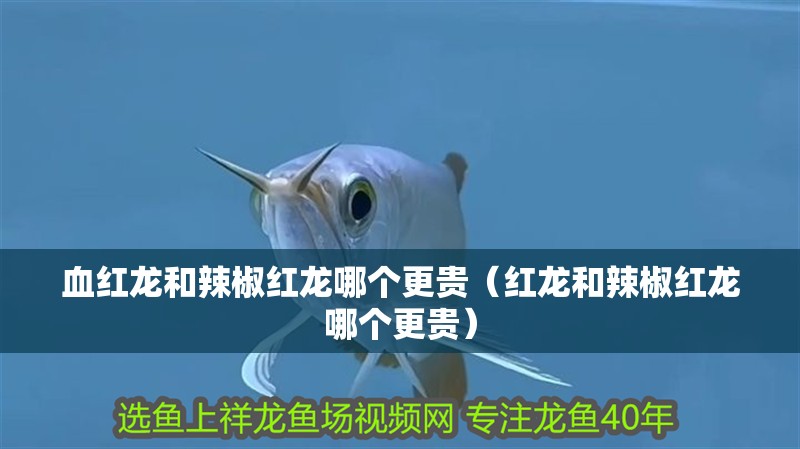 血紅龍和辣椒紅龍哪個更貴（紅龍和辣椒紅龍哪個更貴）