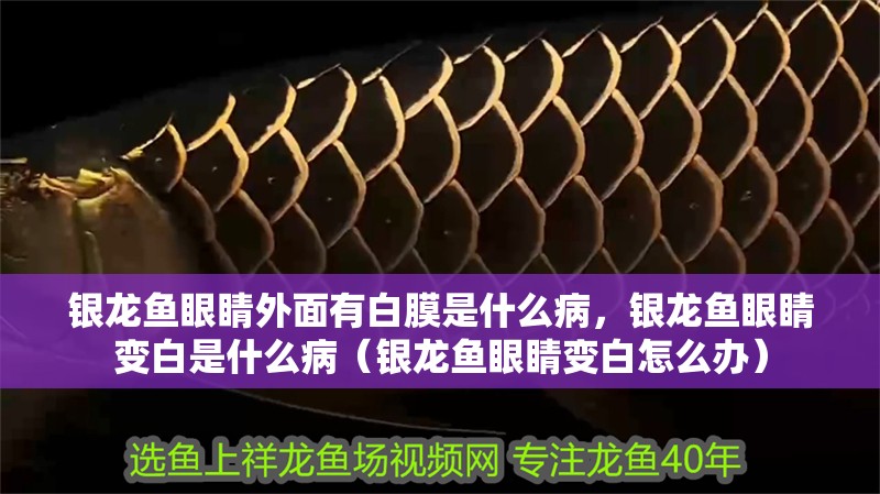 銀龍魚眼睛外面有白膜是什么病，銀龍魚眼睛變白是什么病（銀龍魚眼睛變白怎么辦）