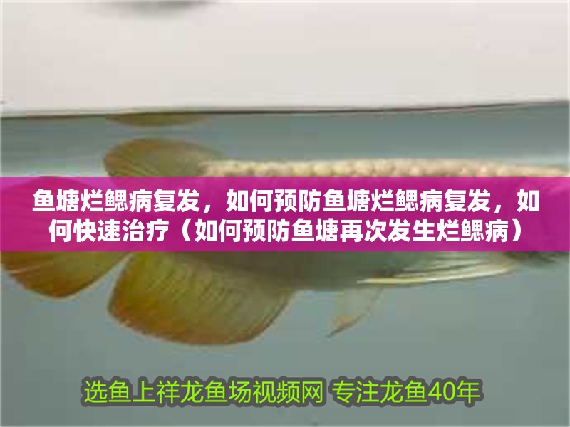 魚塘爛鰓病復發，如何預防魚塘爛鰓病復發，如何快速治療（如何預防魚塘再次發生爛鰓病）